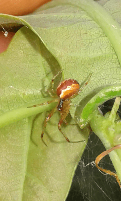 Famiglia Linyphiidae? No, Theridiidae: Anelosimus sp. - prov. PD